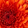 RoseMarie profilbild
